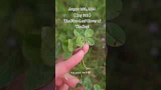 500 Consecutive Days Finding a Genuine Fourleaf Clover 🍀 fourleafclover nature wisconsin [upl. by Rosenblum]