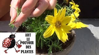 JardinageComment Bouturer du bidens Plante annuelle [upl. by Ocnarfnaig]