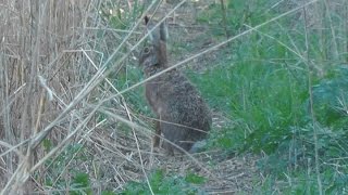 Feldhase Lepus europaeus in Wien Laaer Berg  Osthang  European hare [upl. by Richardson705]