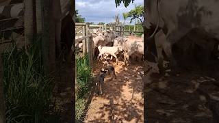 Boiada nelore e seus dois boiadeiros😂👏🏻👏🏻🤩🐂🐄🐄🐕🐕‍🦺❤️😎🫶💥🌳🏡🍃🌿 [upl. by Sikorski]