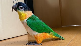 Black Headed Caique Talking amp Sounds  Black Headed Parrot Playing  Funny Caique Parrot Playing [upl. by Laise]