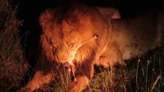 Lioness Captured Baby Gazelle and Lion took Half with other half with Lioness [upl. by Demakis]