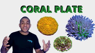 Como manter o Coral Plate  Fungia [upl. by Eicart204]