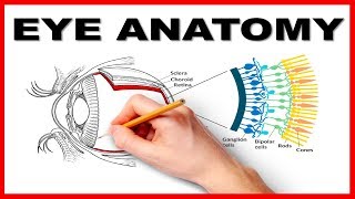 Eye Anatomy and Function  Made Easy [upl. by Jereme23]