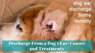 Dog ear discharge home remedy  Discharge From a Dogs Ear Causes and Treatments [upl. by Asilim]