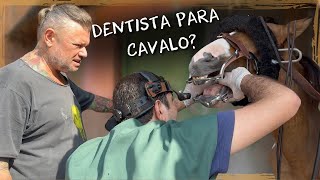 TRATAMENTO ODONTOLOGICO PARA EQUINOS  A CASA DOS BICHOS [upl. by Karyl]