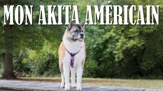 AKITA AMERICAIN  PRÉSENTATION FEMELLE YUME [upl. by Octavie]