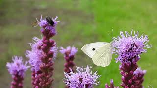 Kāpostu baltenis  Large White Pieris brassicae [upl. by Eelirol]