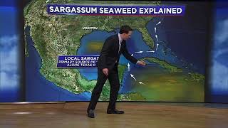 Will the Sargassum seaweed blob impact Texas Heres what we know [upl. by Trellas]