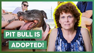 Lonely Pit Bull Is Finally Adopted  Pit Bulls amp Parolees [upl. by Yetnruoc]