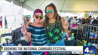 Growing the National Cannabis Festival  NBC4 Washington [upl. by Ymereg]