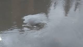 Storm drain taking water after sever storm caused minor flooding [upl. by Ximenes]