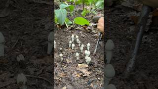 Wild mushroom digging  deule chyau khandai 🍄 shortsviral [upl. by Lily291]