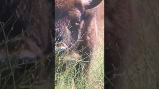 European bison in Portugal Yes we have 😎 rewilding bison bisons europeanbison wildlife wild [upl. by Scribner]