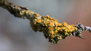 Les lichens [upl. by Anikas]