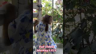 Monkey Lyly is very careful shorts monkey youtubeshorts viralshort cutefunny [upl. by Knepper443]