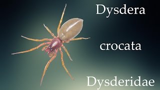 Dysdera crocata  Dysderidae [upl. by Areek]