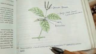 morphology and anatomy of Gnetum [upl. by Thibaud937]