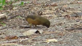 Thickbilled SeedFinch [upl. by Ekihc]