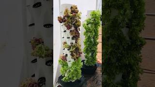 Hydroponics Cultivation hydroponics agriculture [upl. by Yeltrab]