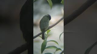 Yellowbillied Seedeater birdwatching birds celestron nature wildlife wildbirds [upl. by Layman816]