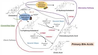 Pharmacology CVS 32 Antihyperlipidemic Drugs  4 Bile Acid Sequestrants  Cholestyramine [upl. by Pirozzo36]