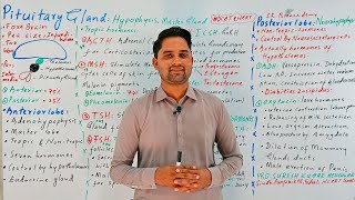 Pituitary gland class 12 Chemical coordination  Endocrinology Hindi Urdu ProSuresh Kumar [upl. by Haakon]