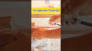 IV injection tutorial👨‍🏫📓 [upl. by Muhcon]