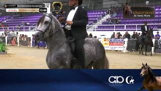 CAMPEONATO DE CABALLOS PASO FINO  FINO STALLIONSCOLTS CHAMPIONSHIP  SPECTRUM 2022 [upl. by Laurena]