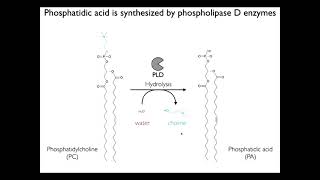 Shedding light on phosphatidic acid signaling with chemical tools [upl. by Melva]