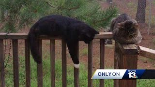 Video surfaces of horrific cat killings in Talladega County [upl. by Ilojne]