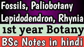 Fossils Rhynia Lepidodendron and Fossilization  Bsc botany notes in hindi [upl. by Ahsiyt372]