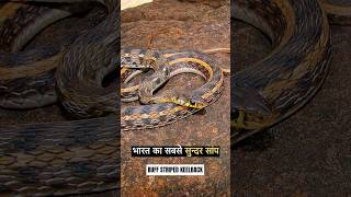 Facts about Striped Keelback snake cobra viral trending saanp rescue snakefacts सांप स्नेक [upl. by Melesa]