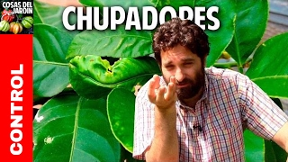 Plagas en Citricos  Como controlar los insectos chupadores cosasdeljardin [upl. by Hegyera]