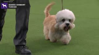 Dandie Dinmont Terriers  Breed Judging 2020 [upl. by Reifnnej475]