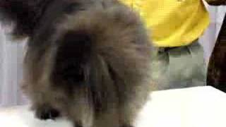 Beautiful Black Persian Cat At MSG Cat Show [upl. by Erlond]