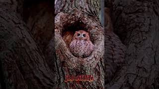 Owl owl wildlife short viral viralshort necher [upl. by Lek]