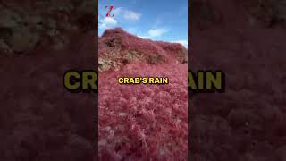 Crab Island shorts youtubeshorts island [upl. by Mcquade]