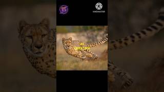 Top ten most fastest animals in the whole world ytshorts top new movie [upl. by Sheryl450]