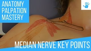 MEDIAN NERVE  KEY POINTS  INNERVATION  SENSIBILITY  Anatomy Palpation Mastery [upl. by Wiseman705]