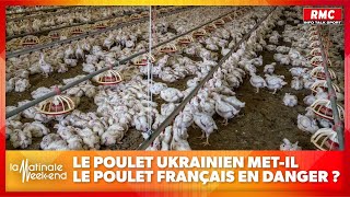 Le poulet du dimanche en danger à cause du poulet ukrainien [upl. by Ailisec323]