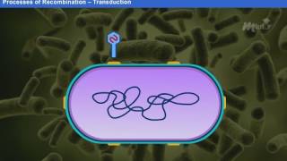 DNA Replication Year1 [upl. by Lehman]