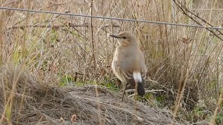 Isabelline Wheatear HD [upl. by Hui]