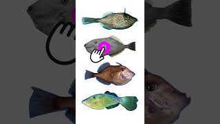 4 Species of Filefish  Genus Aluterus Family Monacanthidae filefish foolfish leatherjackets [upl. by Eimat]