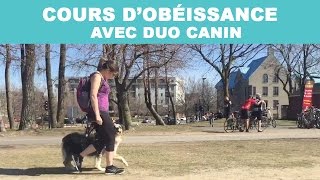 COURS DOBÉISSANCE avec Duo Canin [upl. by Hterag662]