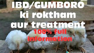 Ibdgumboro in poultry  ibdgumboro के लक्सण और ईलाज IbdGumboro treatment  Birna virus ka ilaaj [upl. by Manaker]