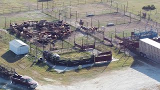 Cattle Hauling  Mart TX to Dalhart TX [upl. by Ateinotna]