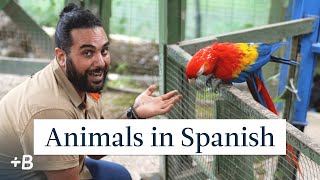 Learn Spanish With Esteban Animal Names In Spanish  CostaRica [upl. by Ama657]