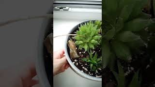 Haworthia Cooperi shorts plants succulent [upl. by Harsho]