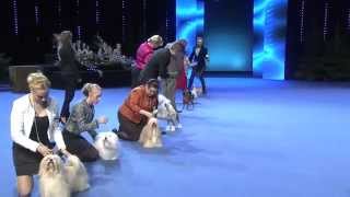 Voittaja 2014 koiranäyttely  ryhmäkilpailut ja Best in Show [upl. by Tressa]